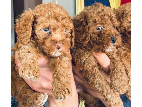 Bursa'nın En Güzel Maltipoo Bebekleri