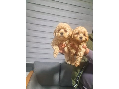 Tuvalet Eğitimli Minnak Köpeklerim