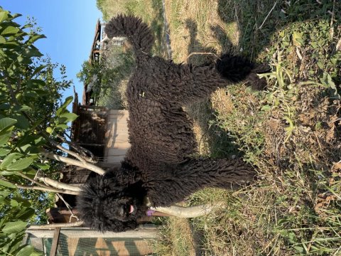 Giant Poodle Köpeği