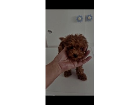 Orijinal Toy Poodle Değerlendirmeden Geçmeyin