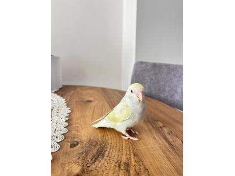 1 Yaşını Tamamlamış Sevda Papağanı