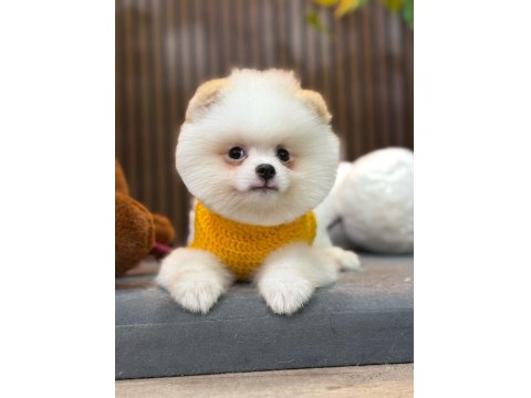 Orijinal Güler Yüzlü Show Kalite Pomeranian Köpeğimiz