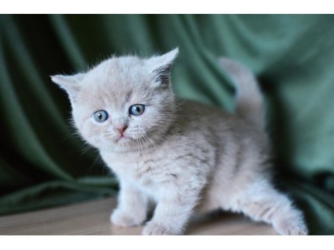 Plus Kalitede Lilac British Shorthair