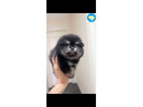 Ayı Surat Pomeranian Boo Son Erkek Yavrumuz