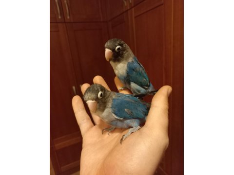 Cennet Papağanı Violet