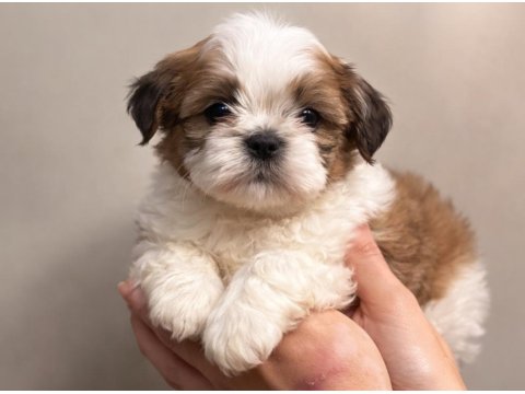 Shih Tzu Dişi Erkek Yavrular Özel Renk Mevcut