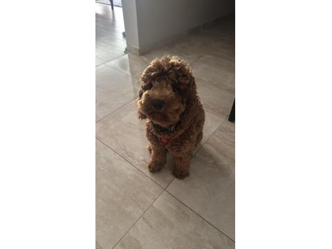 11 Aylık Poodle-Maltipoo Kırması Oğlumuzu Sahiplendirmek İstiyoruz