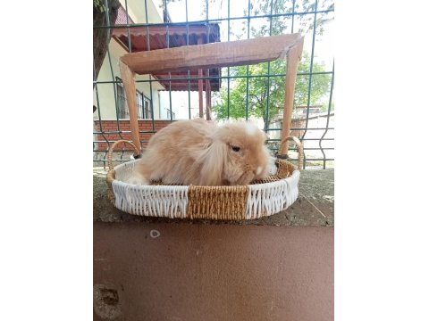 3 Aylık Hollanda Teddy Lop Takım Tavşanlar