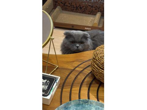 Eğitimli Uslu British Longhair