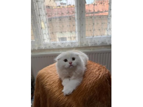 Scottish Fold Longhair Oyuncu Uysal