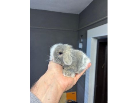 Safkan Hollanda Mini Ve Cüce Yavru Tavşanlar Her Yere Gönderi