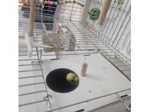 2.5 Yaşında Dişi Rainbow Muhabbet Kuşu