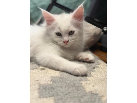Maine Coon Yavrusu