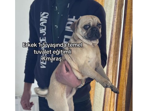 Pug 1.5 Yaşında - Bilgi İçin Yazın
