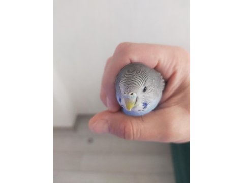 Genç Muhabbet Kuşumuz Erkek Yavru İle Takas Olabilir