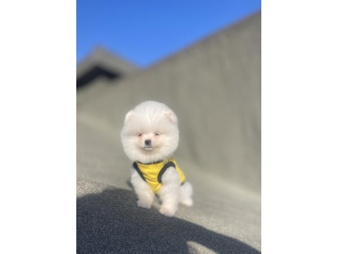 Ayı Surat Pomeranian Boo Yavrular