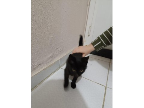 Ücretsiz Yavru Kedimiz