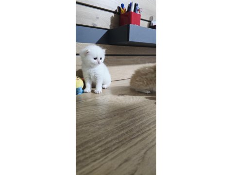 British Shorthair Golden Yavrular Şecereli Üst Kalite