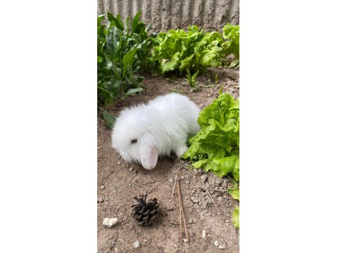 Hollanda Lop Tavşanları