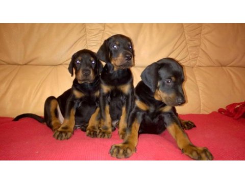 Doberman Köpeği Yavruları