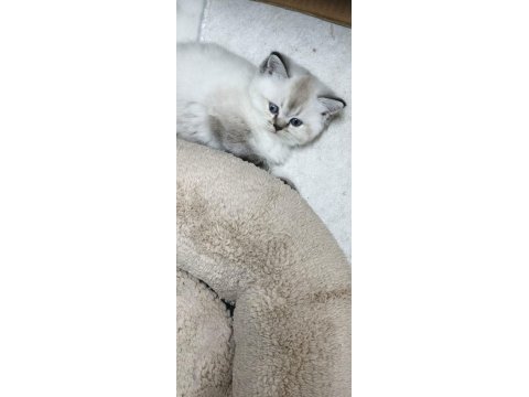 2 Aylık British Shorthair Yavrularımız