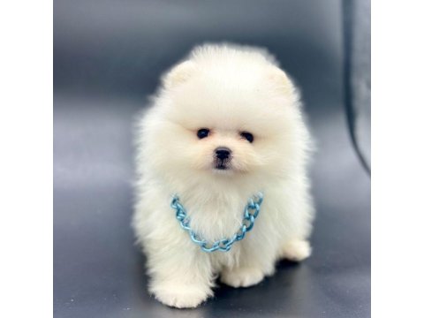 Safkan Pomeranian Boo Köpeklerimiz