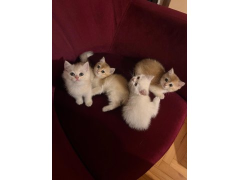 British Golden-Silver Asil Soylu British Shorthair Yavrular