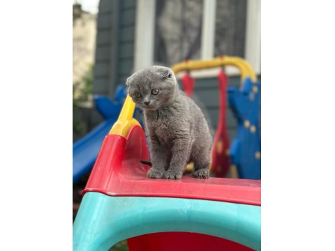 Koca Kafa Scottish Fold Yavrumuz