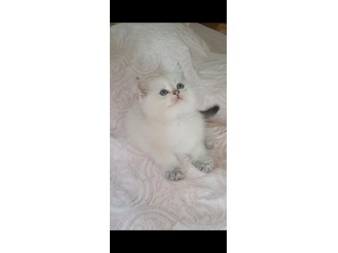 Veteriner Kontrollü British Yavrular