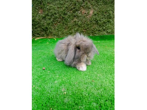 1 Aylık Gri Hollanda Teddy Lop Tavşan