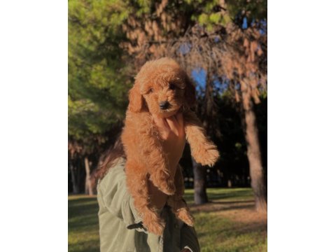 Fci Kif Şecereli Büyük Rusya Şampiyonu Baba Ve Tr Ch Anneden Poodle Yavruları