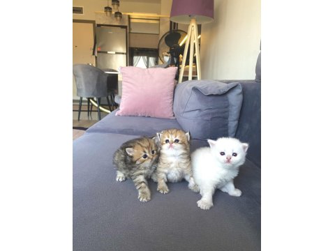 5 Adet British Yavrularımız