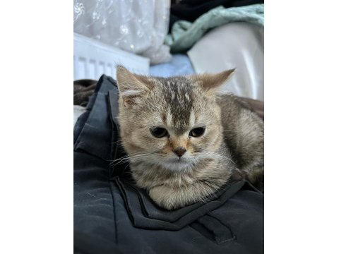 Scottish Ve British Kedimiz