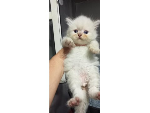 British Ve Scottish Minnoşlar