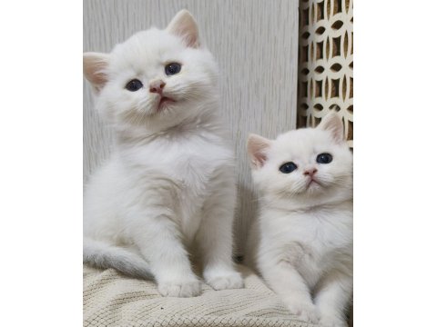 Scottish Straight Golden Point Erkek Kardeşler