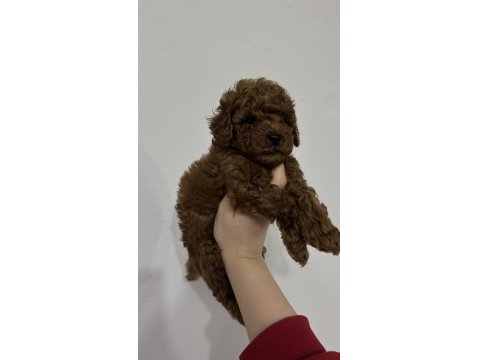 Kore Kan Toy Poodle Cinsi Yavrularımız