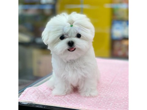 %100 Orjinal Maltese Yavruları