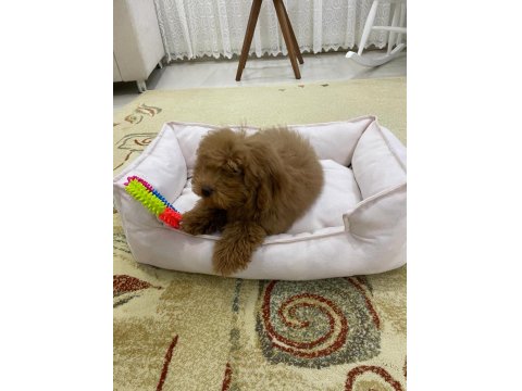 4 Aylık Dişi Toy Poodle