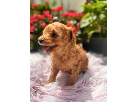 2 Aylık Erkek Poodle Bebek
