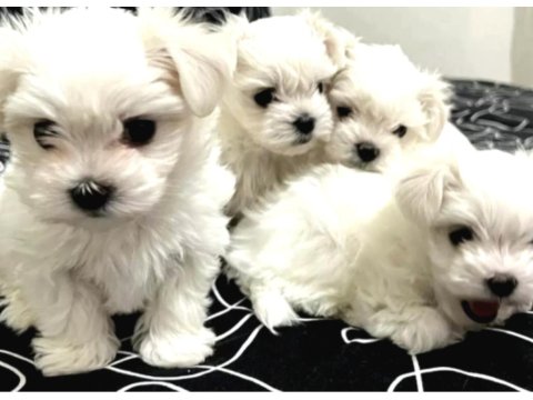 En Güzel Hediyeniz Maltese Bebeklerimiz