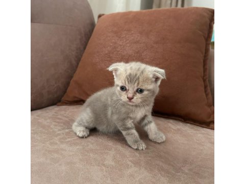 British Shorthair Bebeklerimiz Yeni Yuvalarını Arıyor