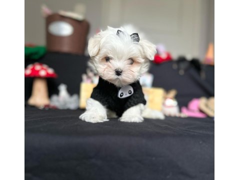 Maltese Yavrular
