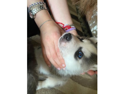 Sibirya Kurdu Yavru Köpekleri