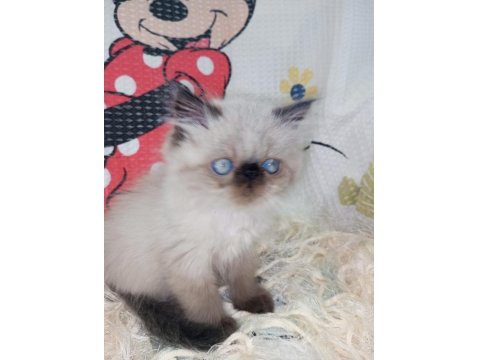 Yavru İran Kedileri