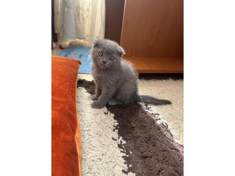 Scottish Fold Yavru