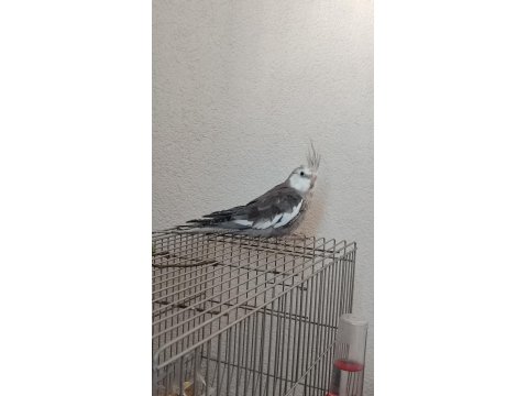 Uygun Fiyata Sağlıklı Sultan Papağanı Açıklamayı Okuyunuz