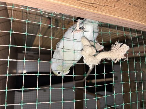 10 Aylık Erkek Forpus