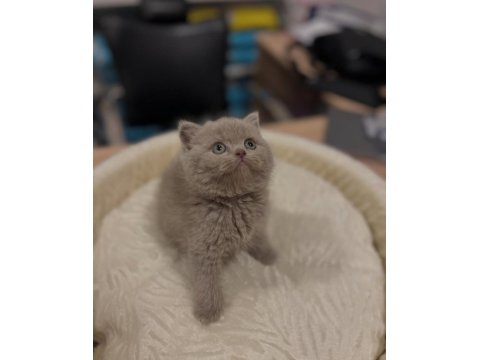 Safkan British Shorthair Yavrular