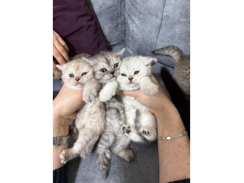 2 Aylık British Yavrularımız Yuvasını Arıyor