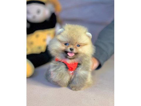 Safkan Pomeranian Boo Yavrularımız